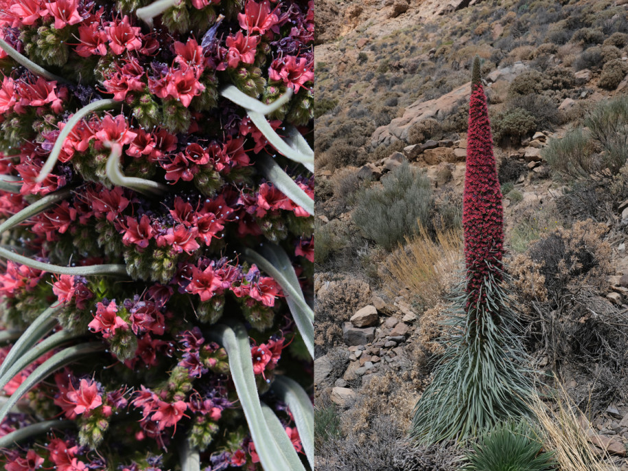 Echium_wildpretii.jpg