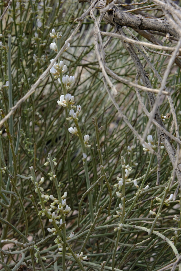 DSCF2212_Spartocytisus_supranubius_forum.jpg