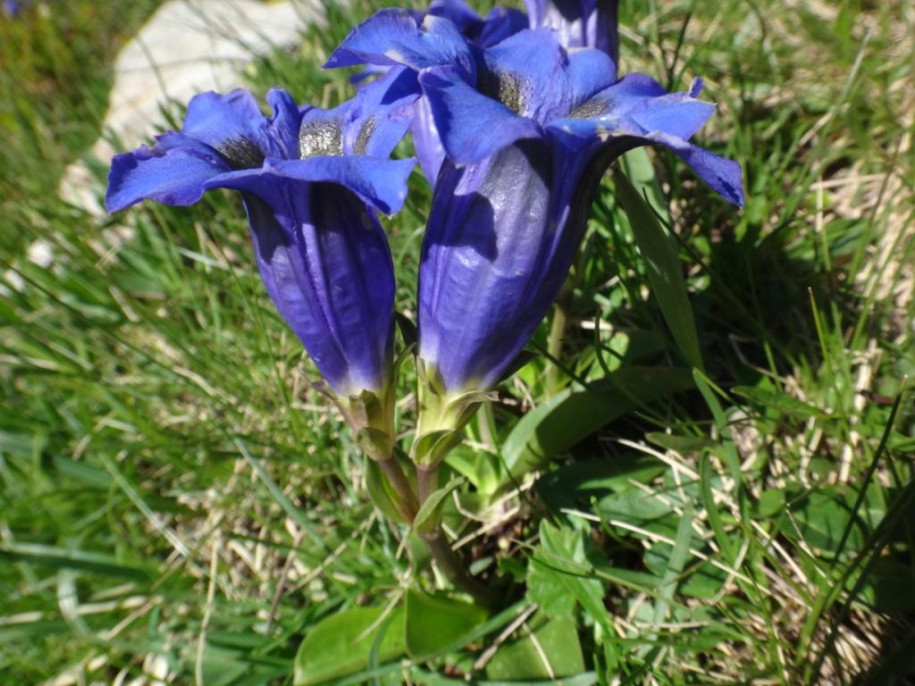 460b.jpg