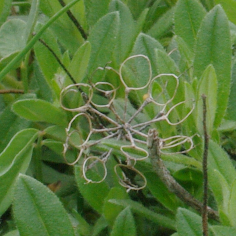 IMGP0495.jpg