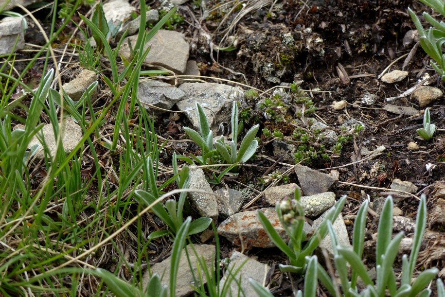 Gnaphalium hoppeanum Cf 2024 07 07 Jausiers sous le Caire Brun 4 milieu.JPG