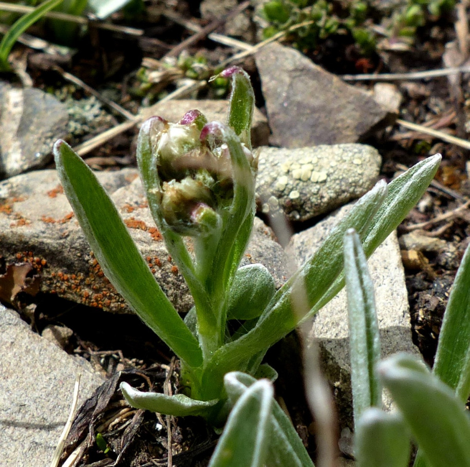 Gnaphalium hoppeanum Cf 2024 07 07 Jausiers sous le Caire Brun 5.JPG