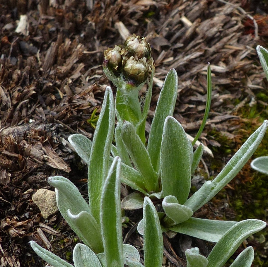 Gnaphalium hoppeanum Cf 2024 07 07 Jausiers sous le Caire Brun 6.JPG