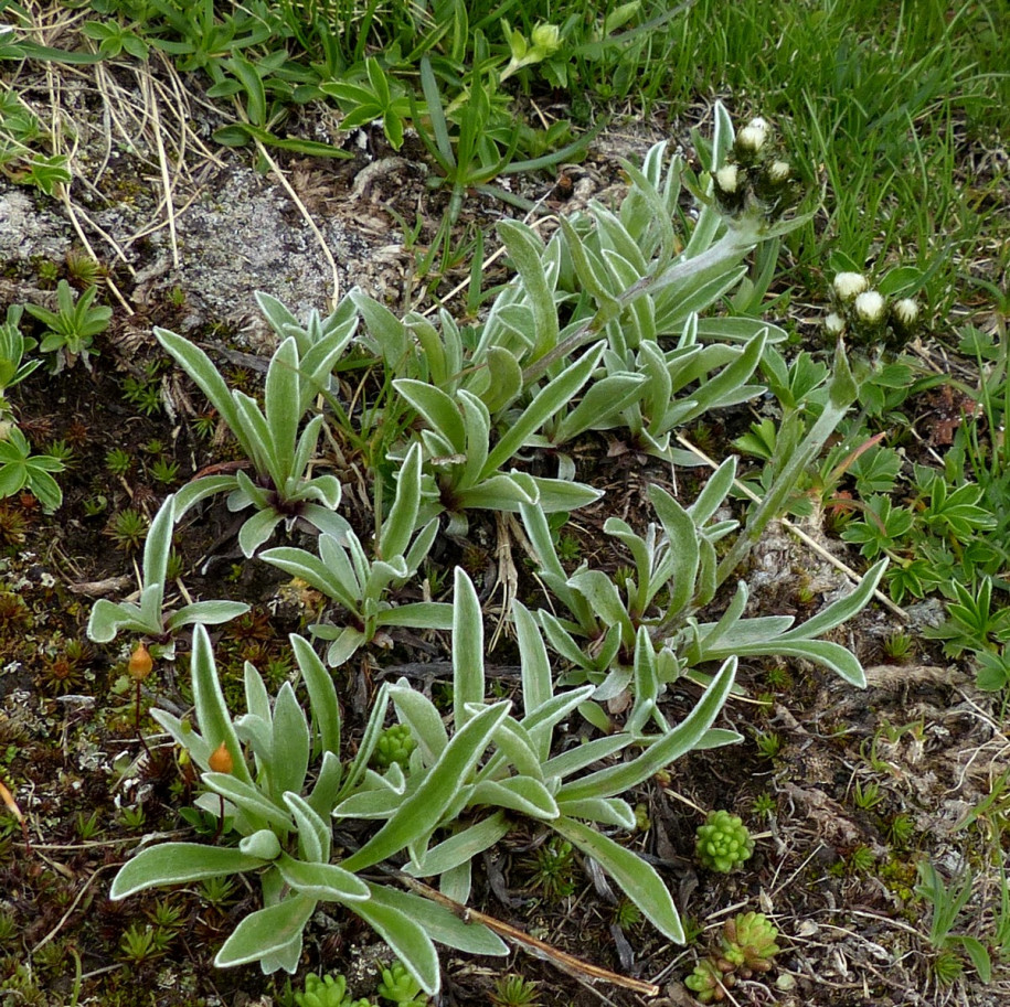 Antennaria carpatica  2024 07 07 Jausiesr vers Roche Chevalière 1.JPG