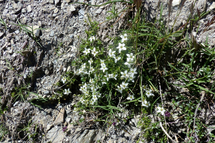Minuartia Cf 2024 07 08 UbayeMaljasset 1.JPG