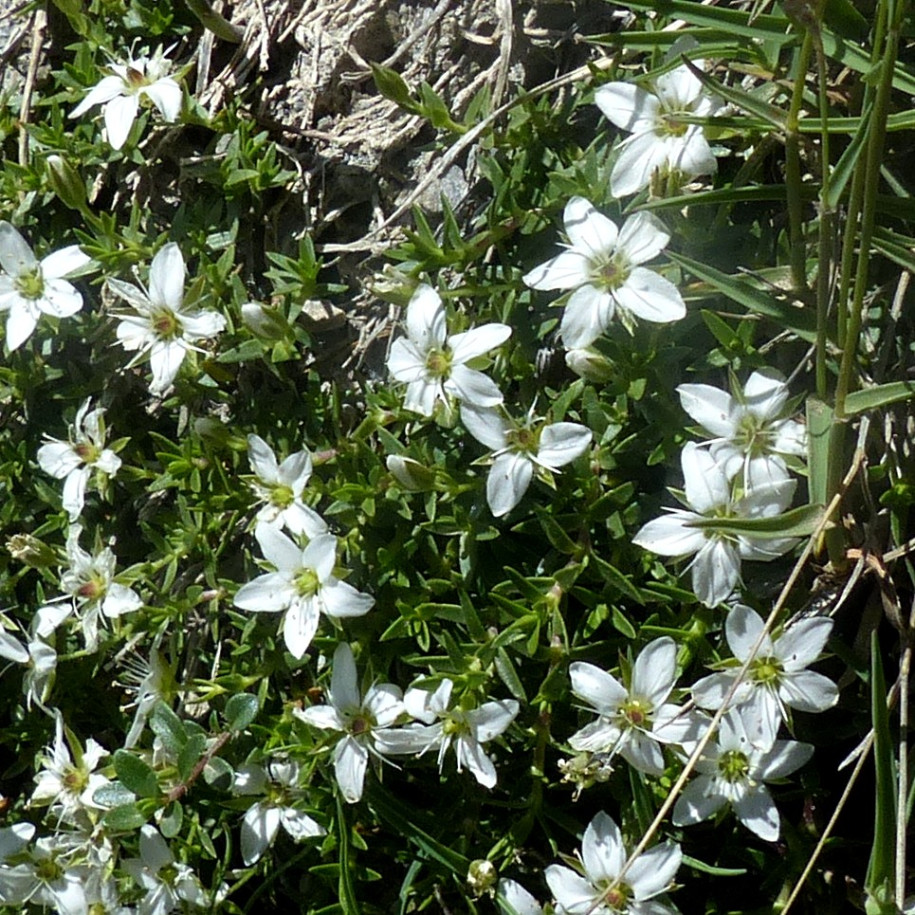 Minuartia rupestris Cf 2024 07 08 Ubaye Maurin 2.JPG