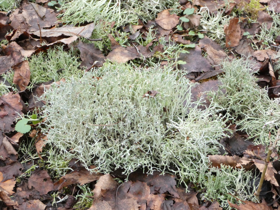 Cladonia.JPG