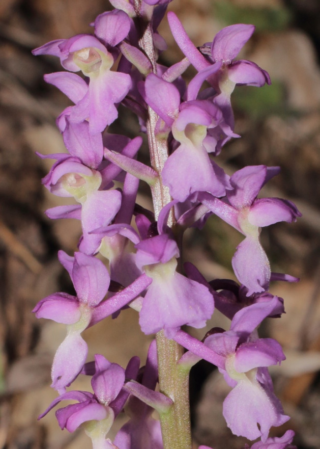 orchis sp.JPG