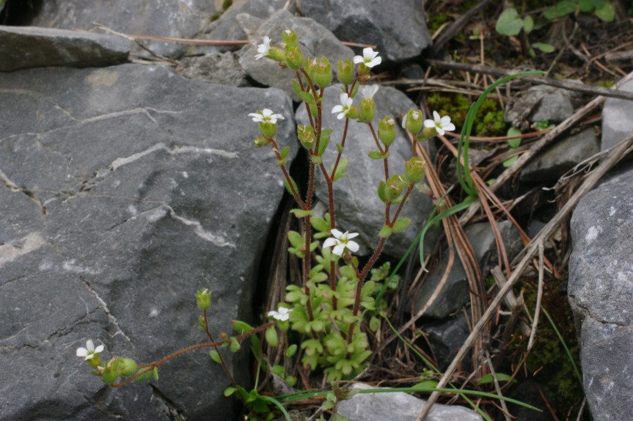 Saxifrage à tige dressée (col de la Coulette).jpg