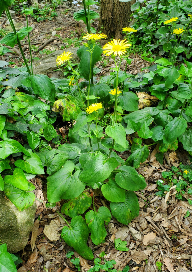 doronicum2.JPG