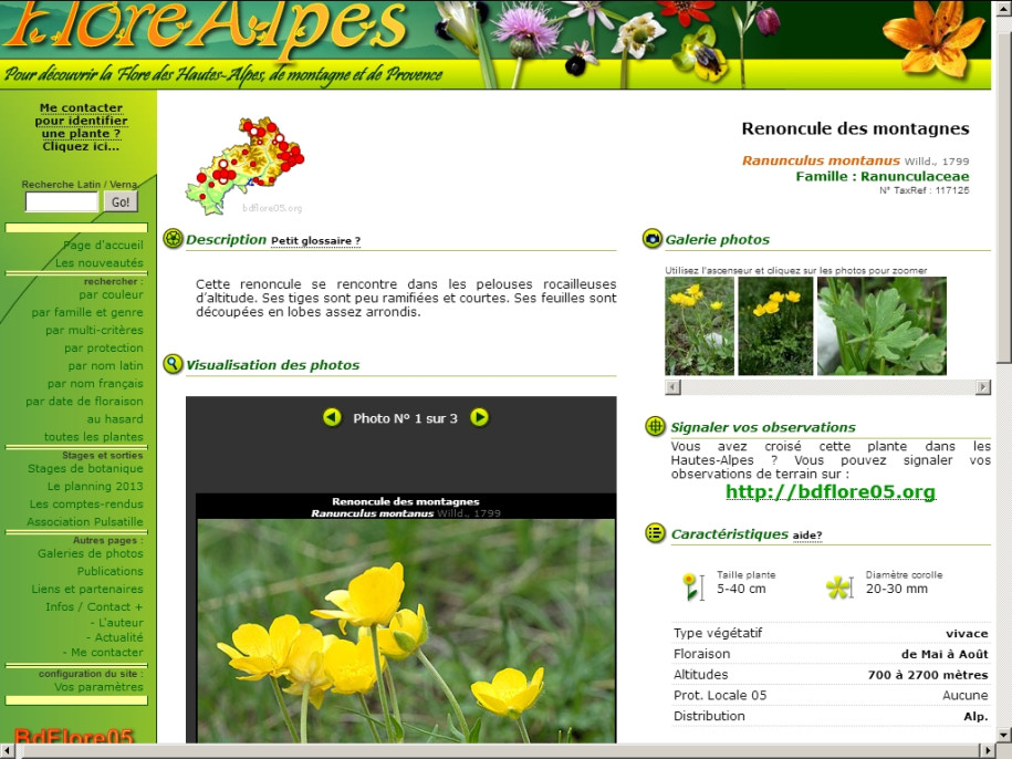Renoncule des montagnes.jpg