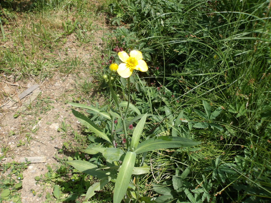 100_0110.JPG