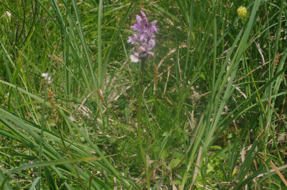 IMGP3748.JPG