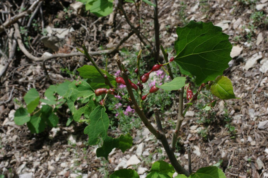 IMGP0108.JPG