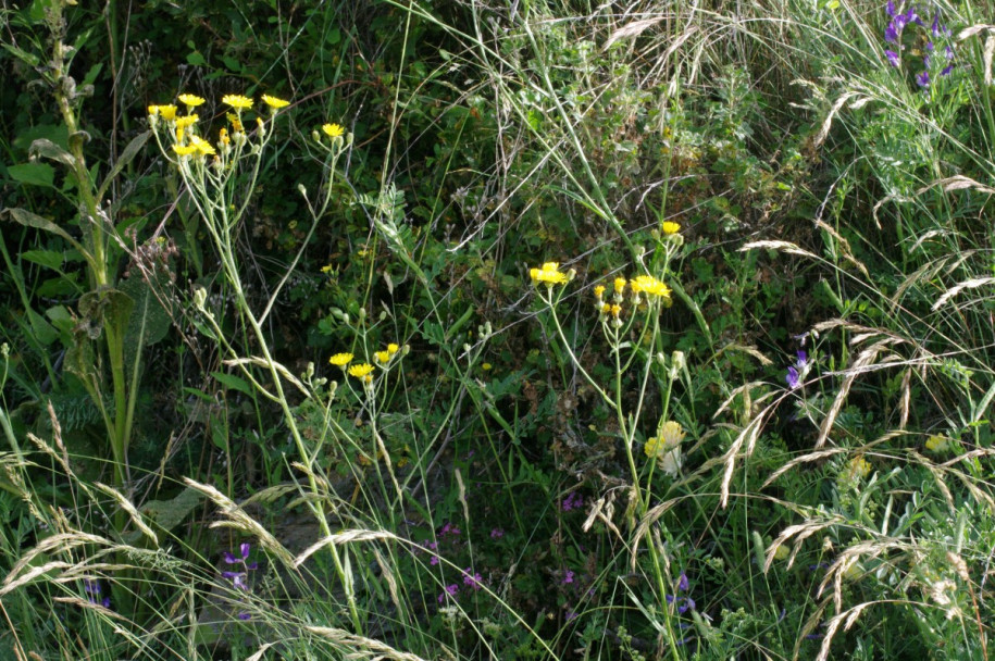 IMGP0922.JPG