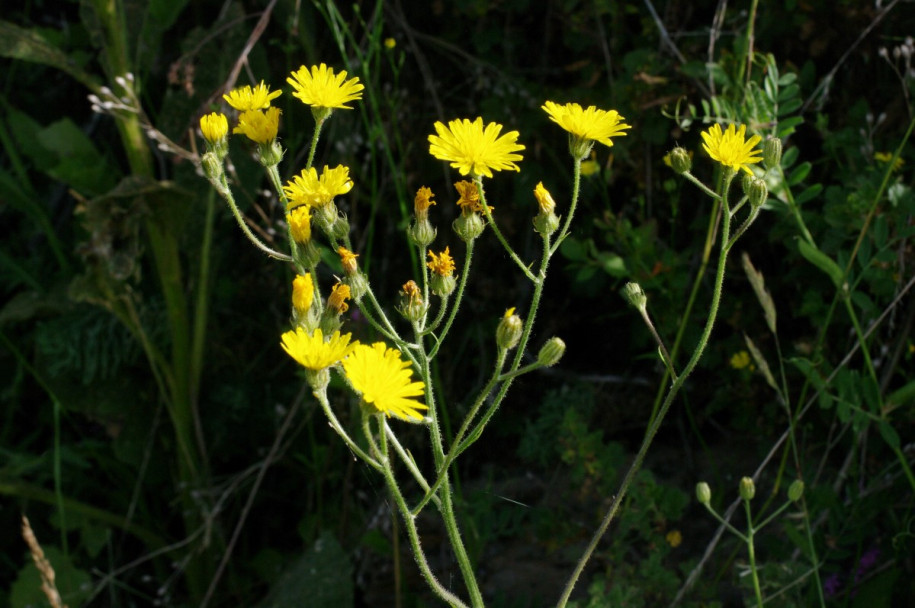 IMGP0923.JPG