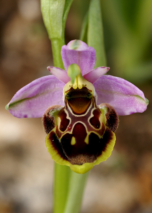 ophrys_sp_la_barben.JPG