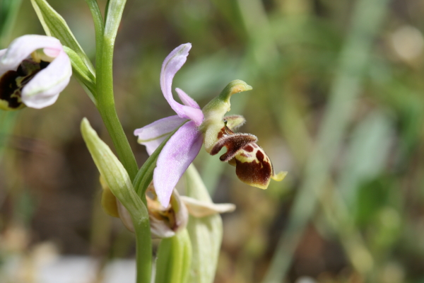 Ophrys scolopax (Ophrys bécasse) 2.JPG