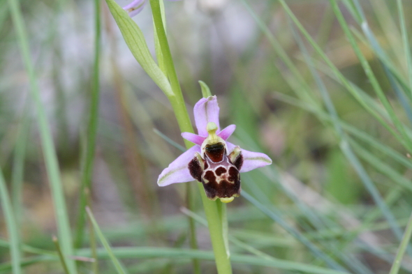Ophrys scolopax (Ophrys bécasse) 4_1.JPG
