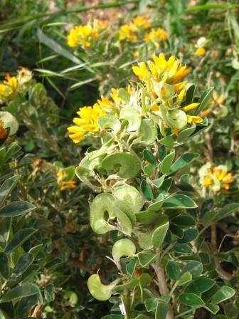 Medicago arborea.JPG