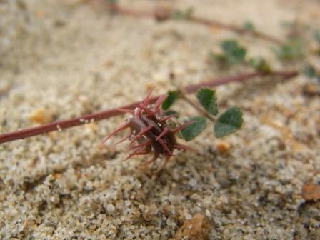 Medicago littoralis.JPG