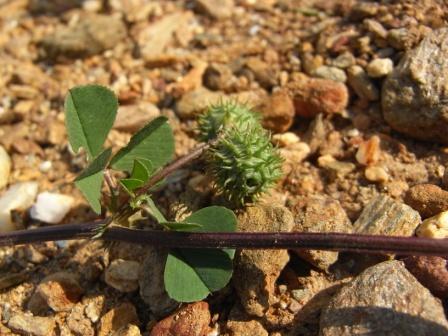 Medicago murex subsp. sphaerocarpos.JPG