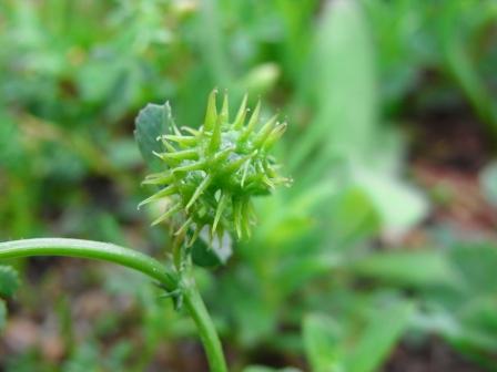 Medicago praecox.JPG