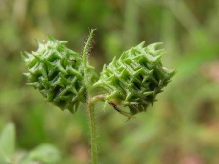 Medicago truncatula.JPG