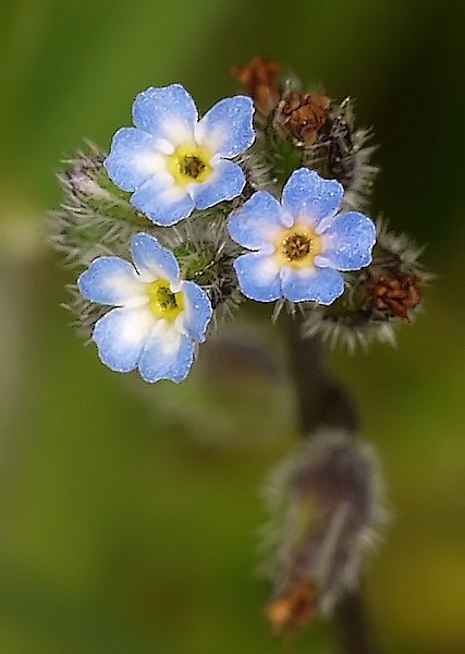 Myosotis ramosissima