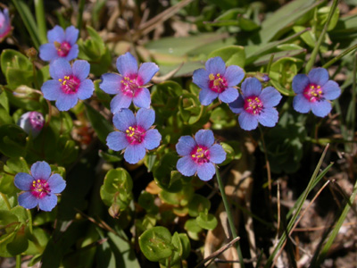Anagallis arvensis parviflora.jpg