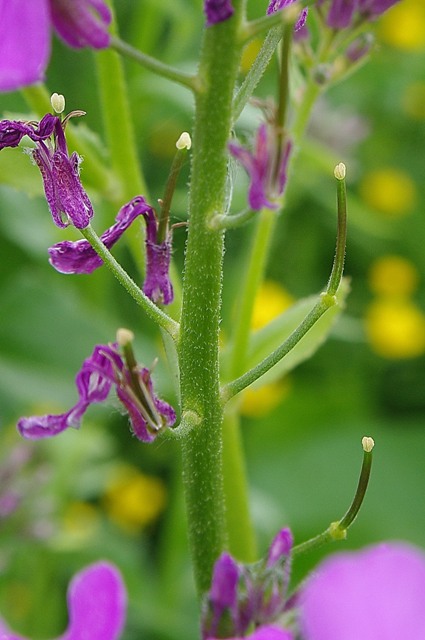 IMGP3208.jpg