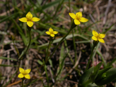 Cicendia filiformis.jpg