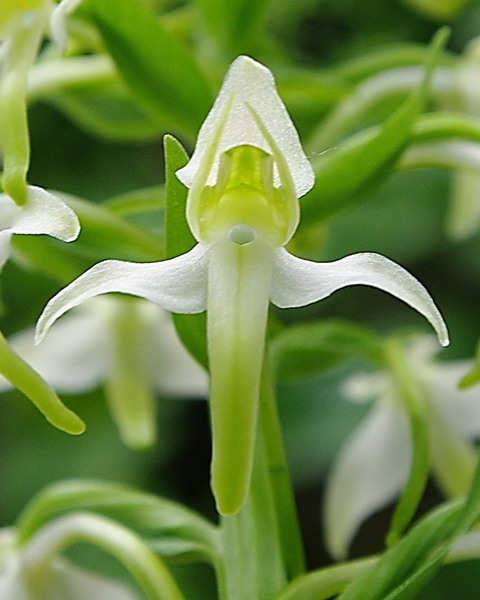 plante n°2
