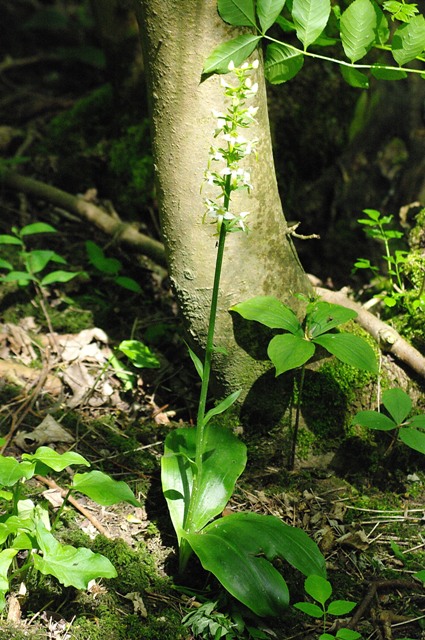 plante n°1