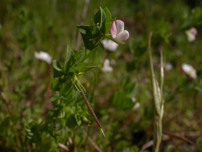 Lotus conimbricensis.jpg