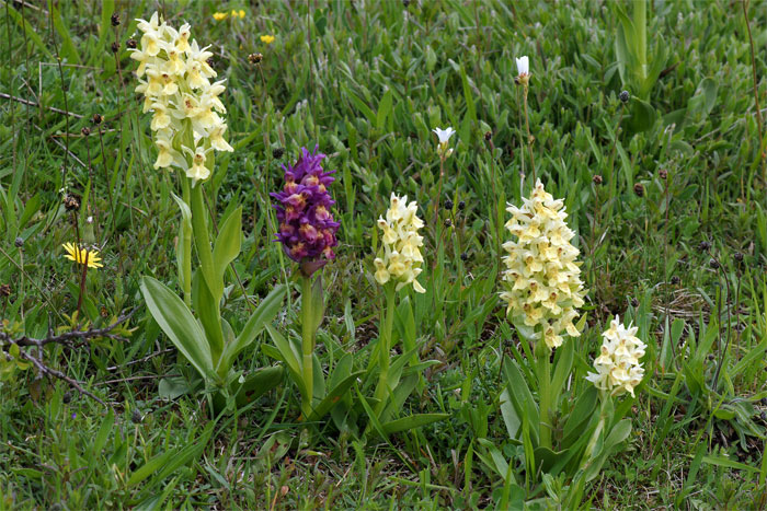 Dactylorhiza_sambucina (1).jpg