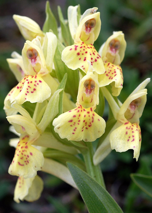 Dactylorhiza_sambucina (2).jpg