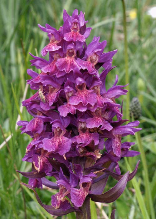 Dactylorhiza_sambucina (3).jpg