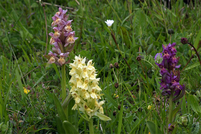 Dactylorhiza_sambucina (4).jpg