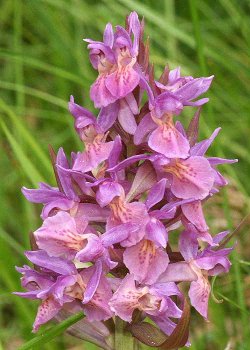 Dactylorhiza_sambucina (6).jpg