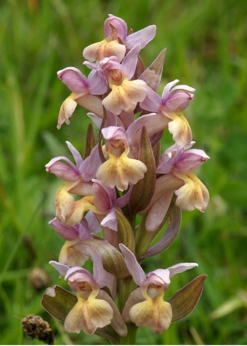 Dactylorhiza_sambucina (7).jpg