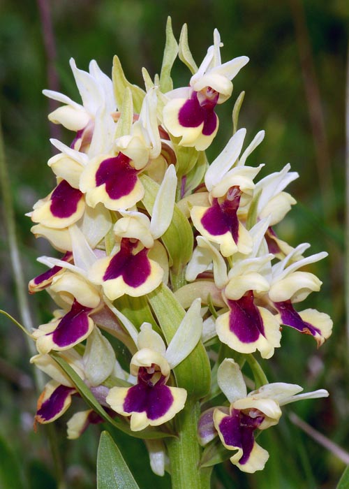 Dactylorhiza_sambucina.jpg