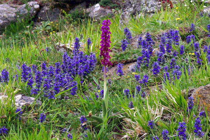 Orchis-mascula.jpg