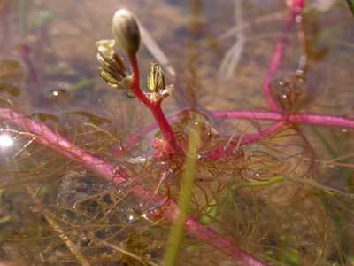 Myriophyllum alterniflorum.jpg