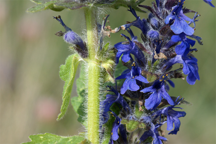 Ajuga-genevensis.jpg