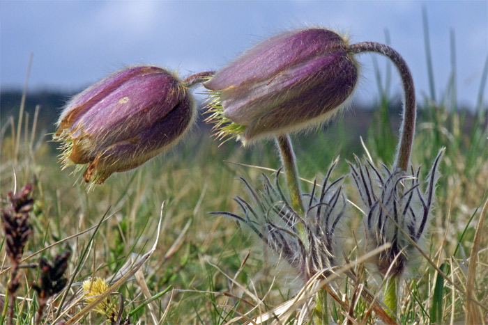 Pulsatilla-vernalis.jpg