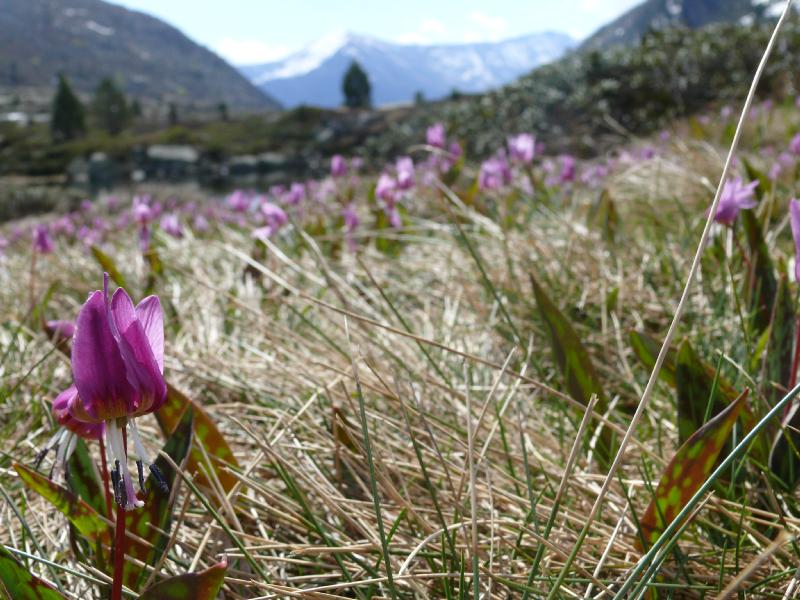 erythronium dens canis.jpg