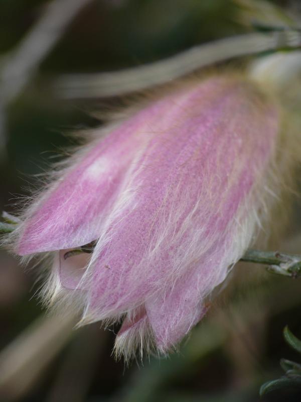 pulsatilla vernalis.jpg
