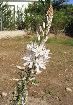 250px-Asphodele[1].jpg