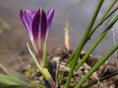 Romulea revelieri.jpg